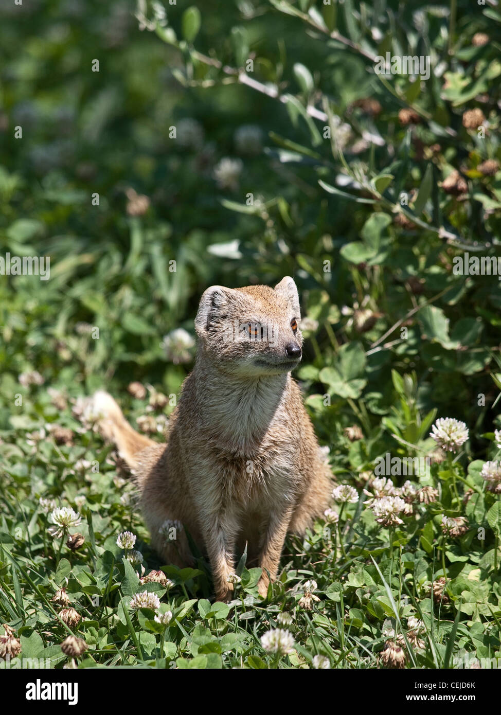Yellow mongoose.Mangosta amarilla.Cunictis penicillata. Navarra. Spain