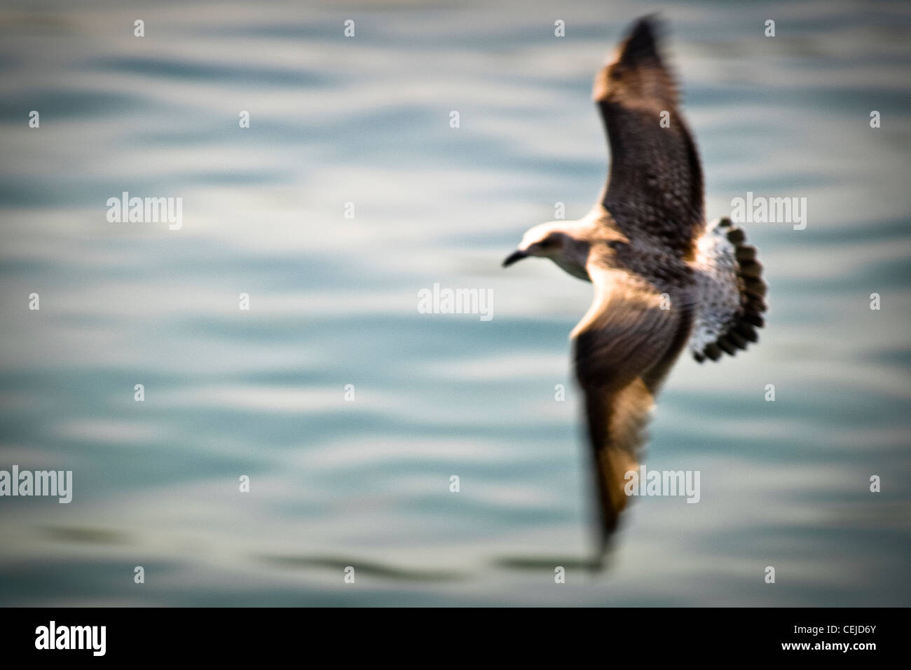 Seagull flying at the fishing port of Castro Urdiales, Cantabria, Spain / Gaviota volando en el puerto de Castro Urdiales, Cantabria, España. Stock Photo
