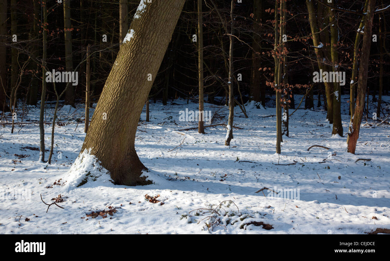 Trees in the snow on a sunny winters day in the Chiltern Hills England UK Stock Photo