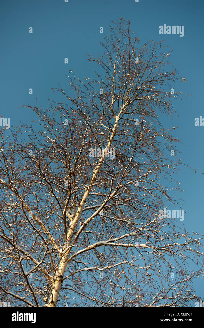 Silver birch tree with snow on branches on sunny day against a winter blue sky Stock Photo