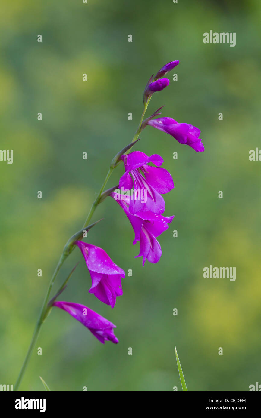 Sumpf-Gladiole, Gladiolus palustris, Marsh gladiolus Stock Photo