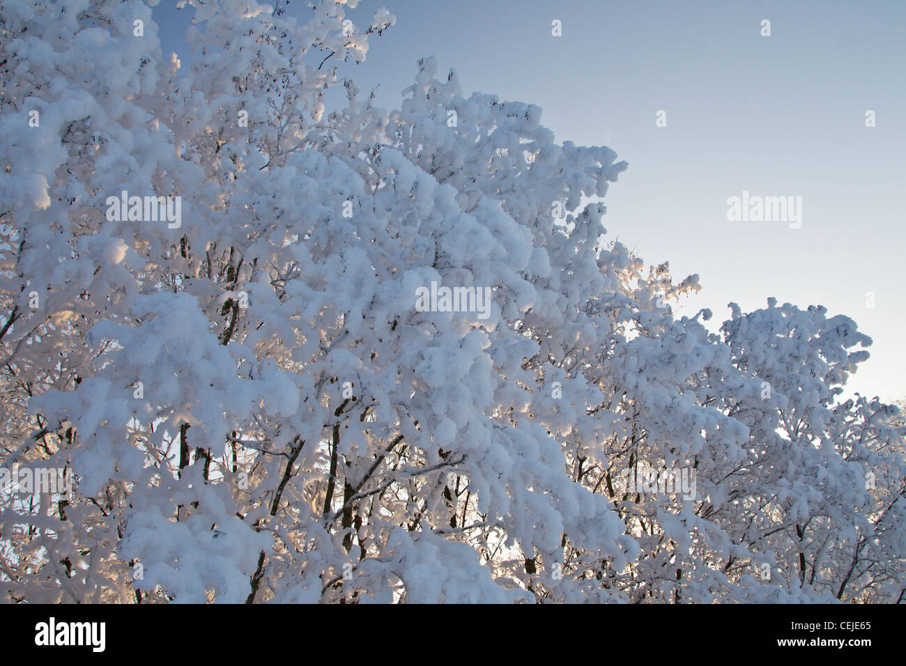winterfoto, winter photo Stock Photo