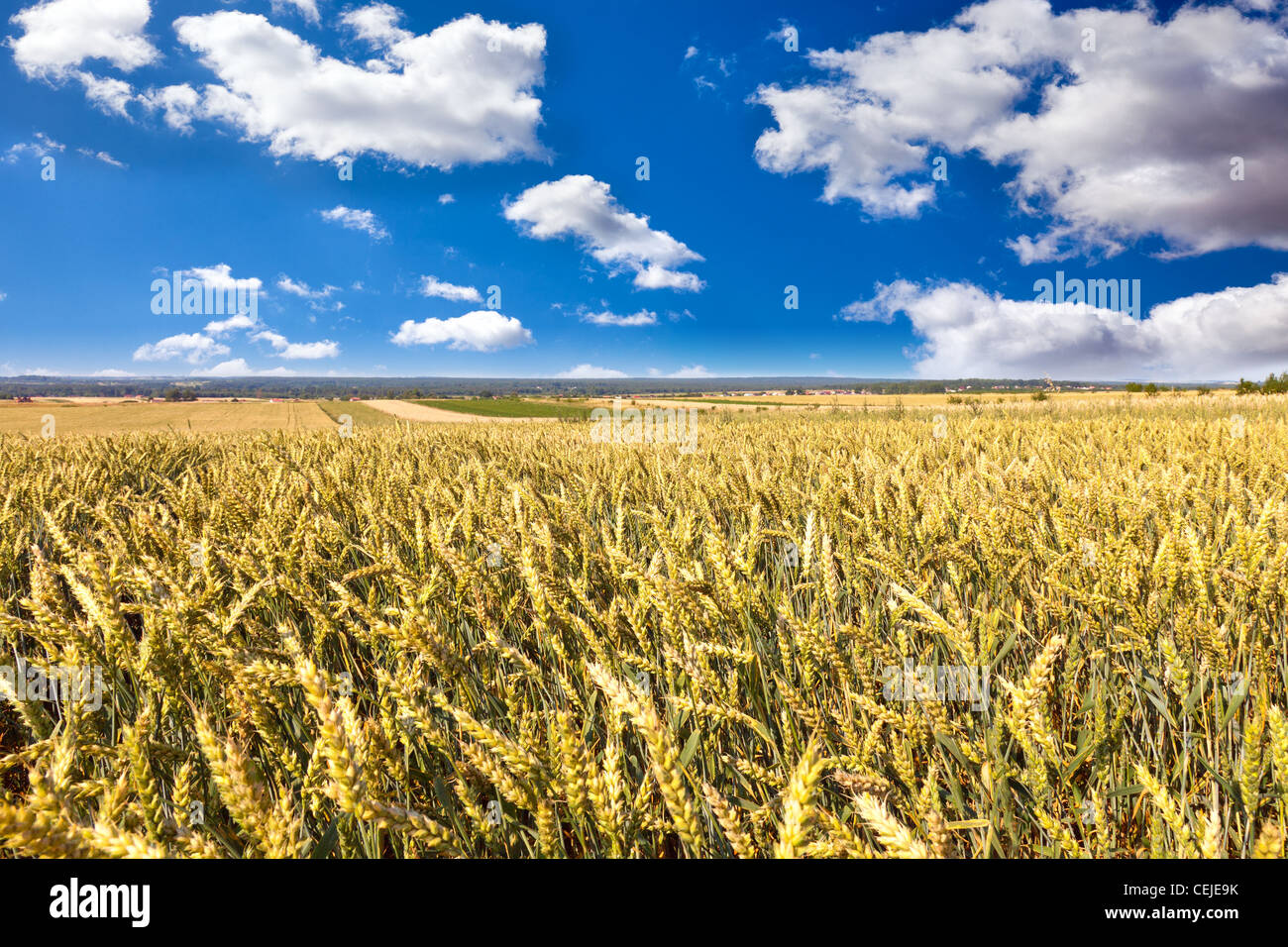 Summer wheat field Stock Photo - Alamy