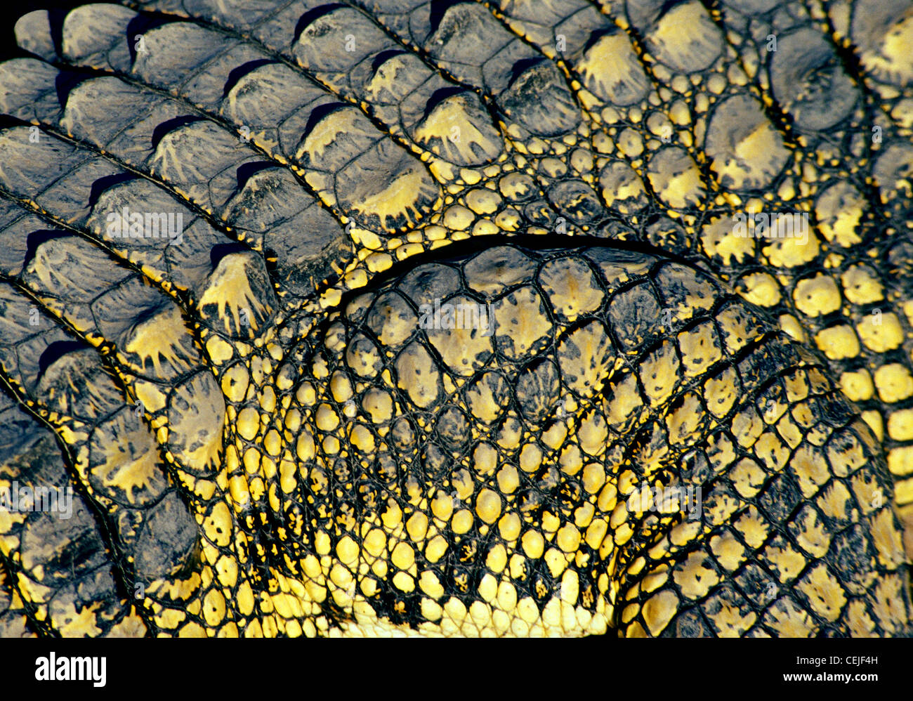 Crocodile scales close-up Stock Photo