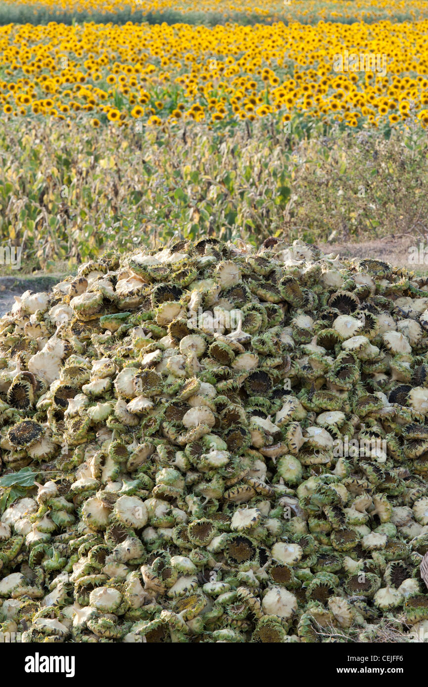 Harvested Sunflower heads in the indian countryside. Farming sunflowers