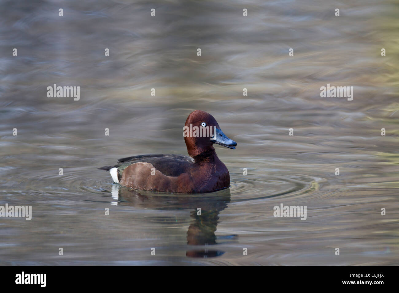 Moorente, Aythya nyroca, ferruginous duck Stock Photo