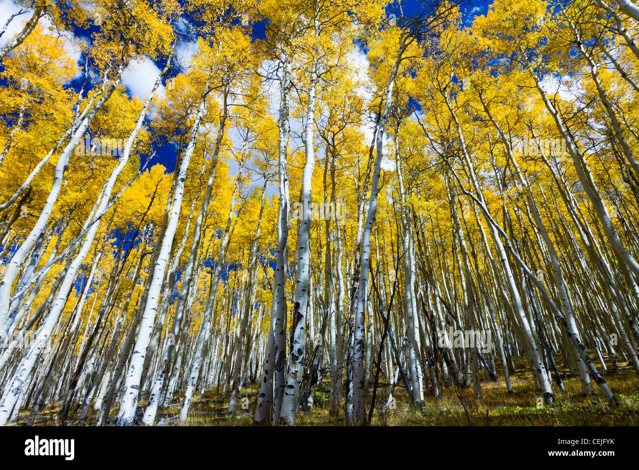 Aspen Trees Colorado Stock Photos & Aspen Trees Colorado Stock Images