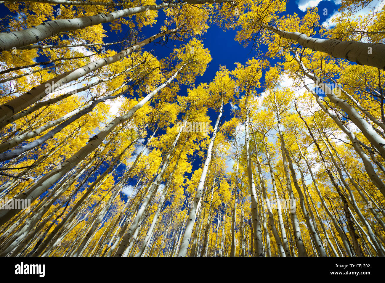 Surrounded by a tall forest of golden aspen trees in Fall along the Continental Divide in Colorado USA. Stock Photo