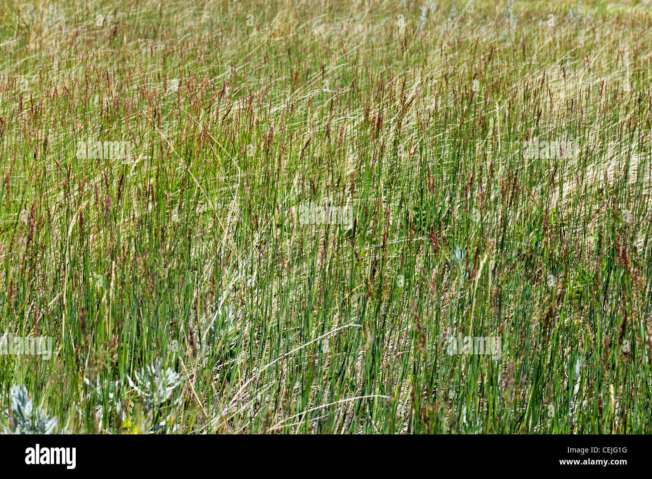 Green Grass Texture Background Pattern Stock Photo