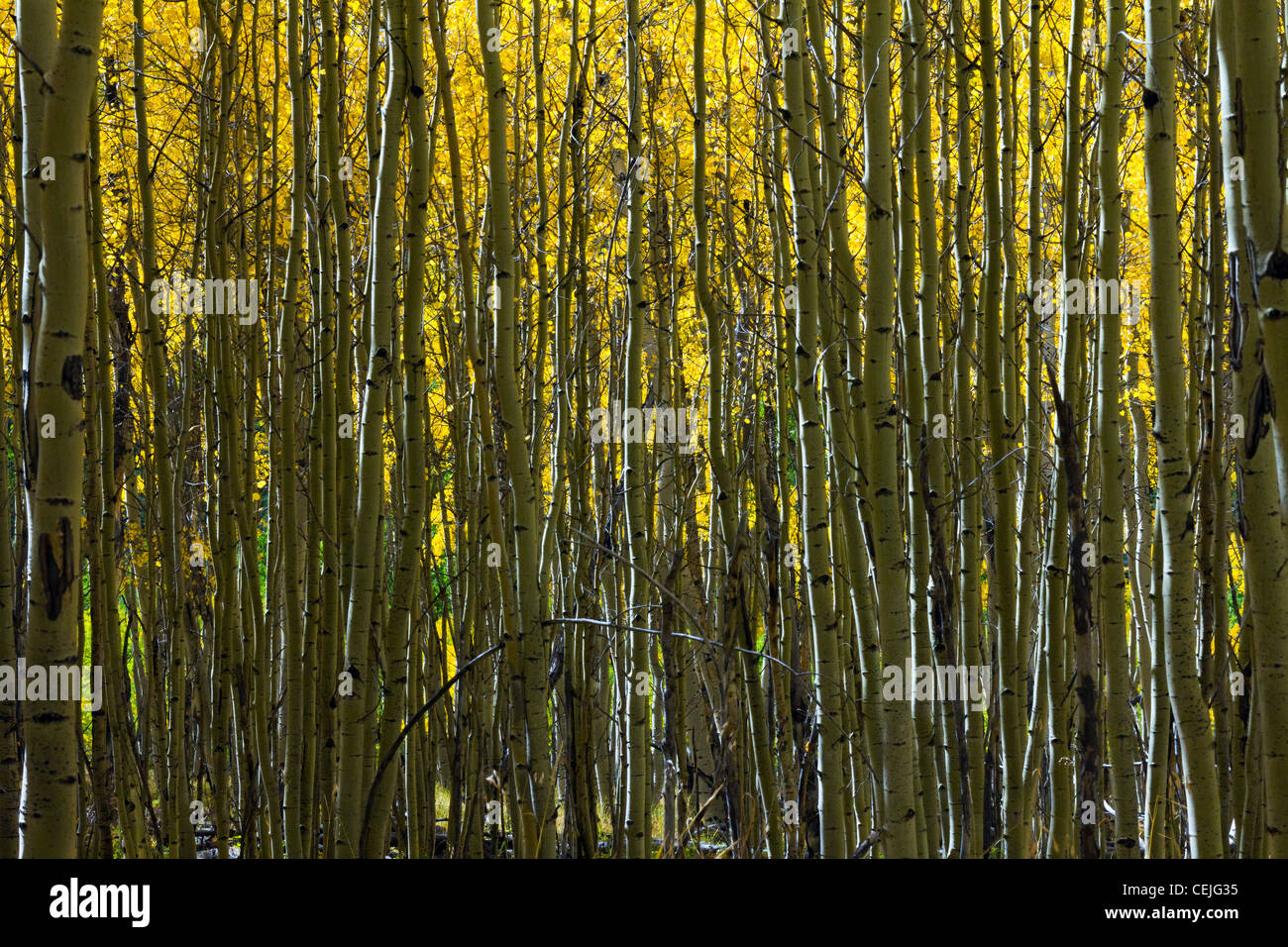 Abstract background pattern of contrasting colors created by forest of Colorado aspen trees in Fall. Stock Photo