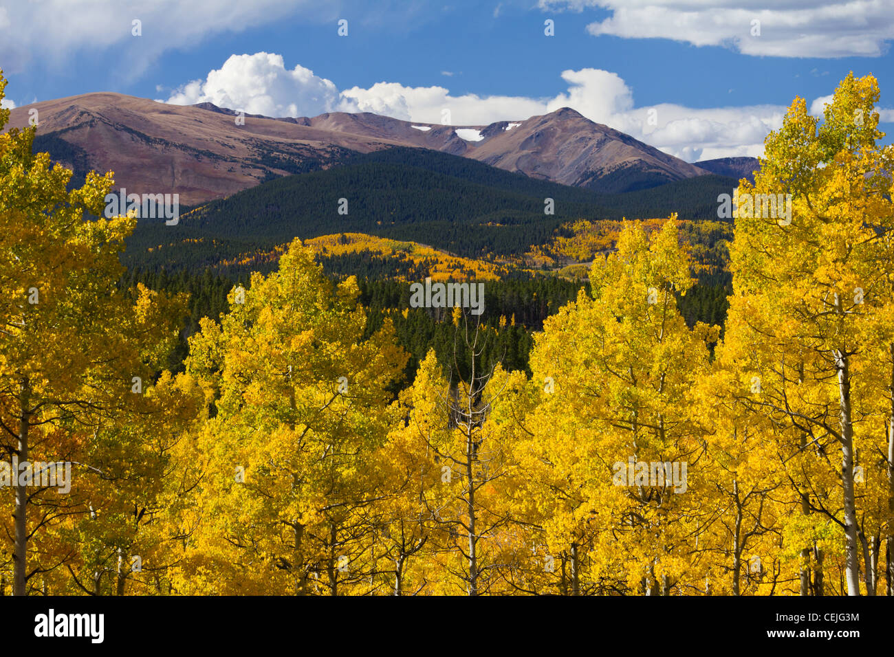 Landscape of the Colorado Rocky Mountains and golden aspen trees in Fall. Stock Photo
