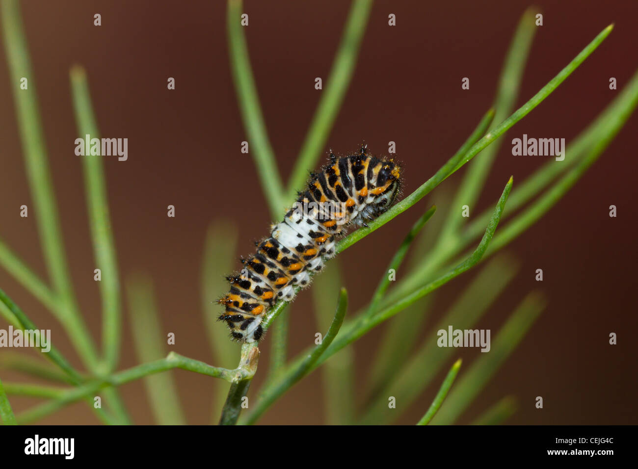Schwalbenschwanz Raupe, Papilio machaon, Old World swallowtail caterpillar Stock Photo