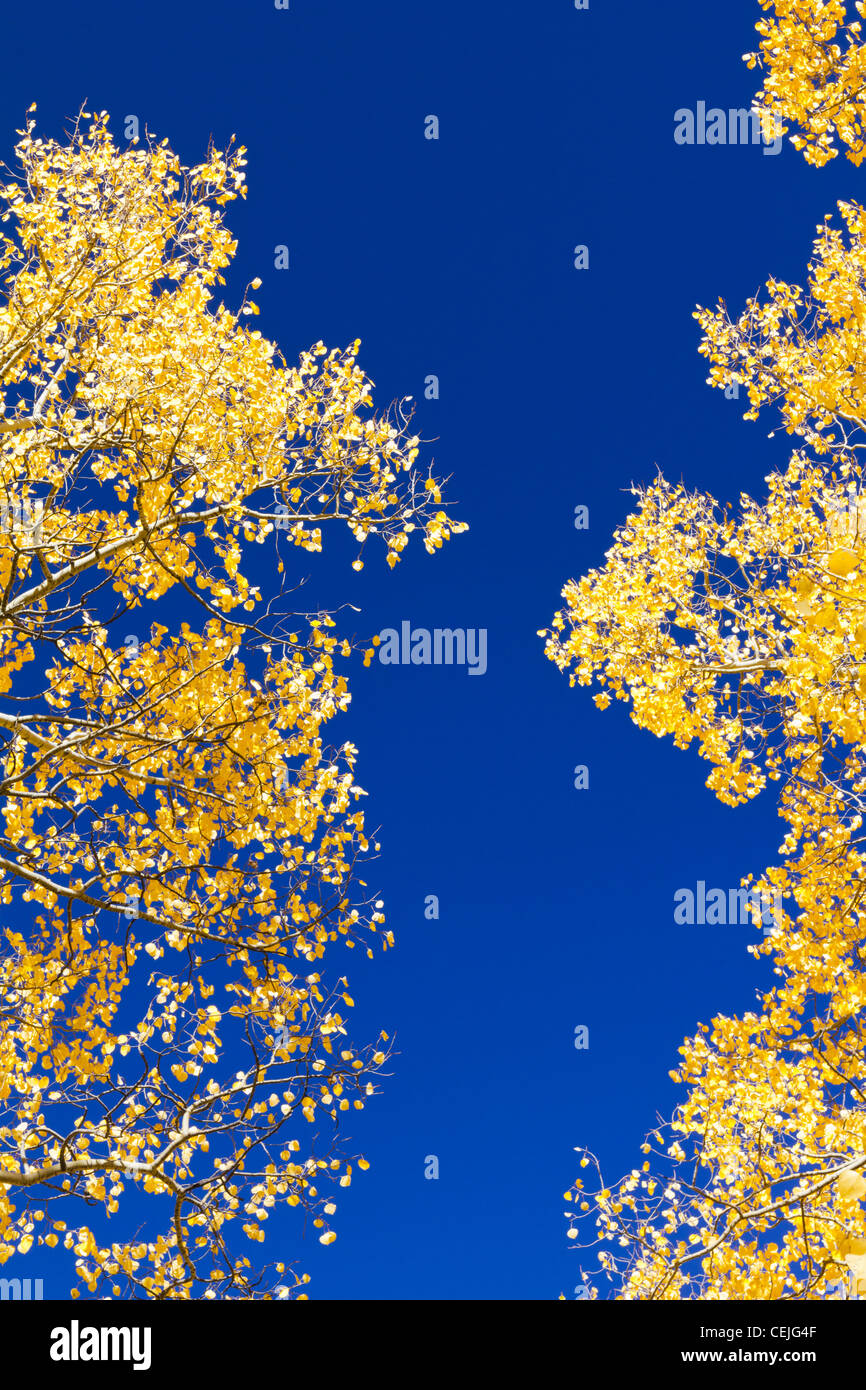 Golden aspen hi-res stock photography and images - Alamy