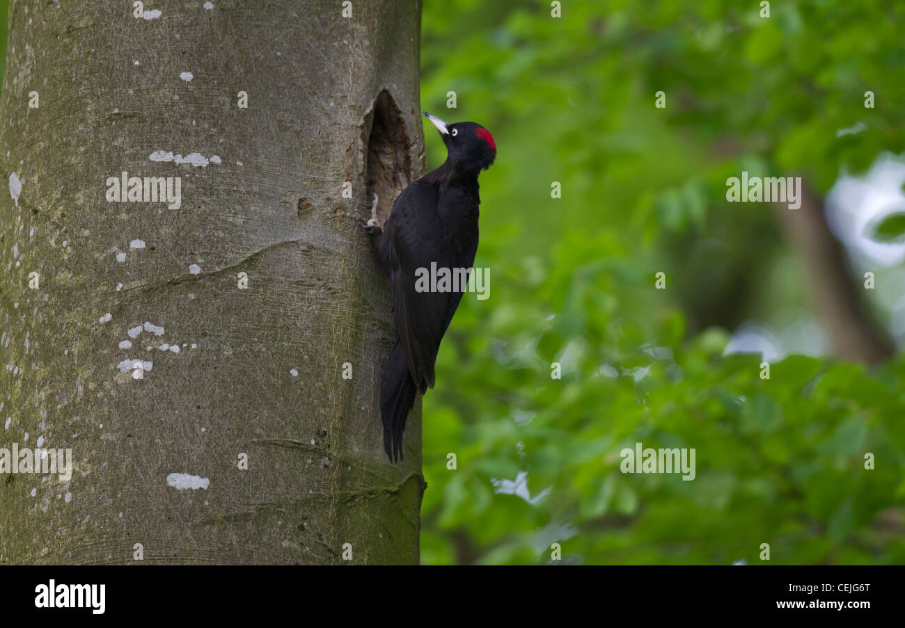Schwarzspecht, Dryocopus martius, black woodpecker Stock Photo