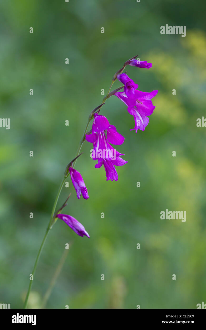 Sumpf-Gladiole, Gladiolus palustris, Marsh gladiolus Stock Photo