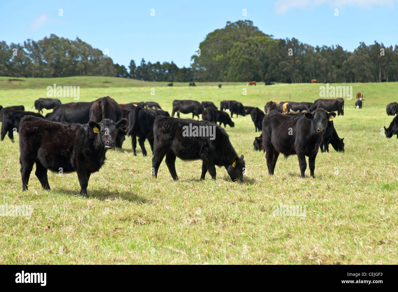Black Angus steers grazing in pasture Stock Photo Alamy