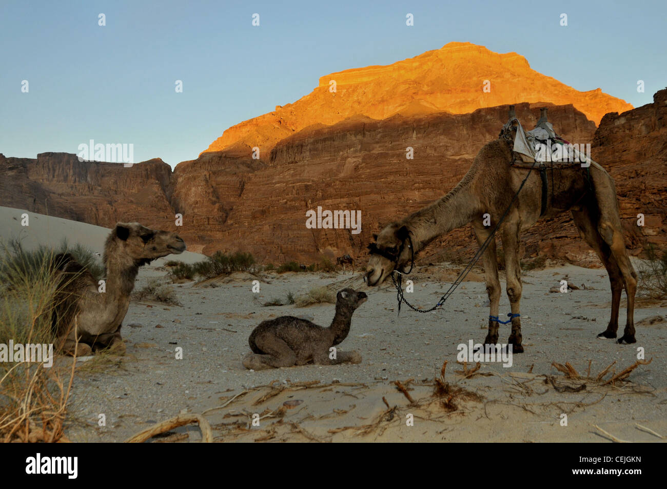 A newborn camel and its mother in the Sinai desert Stock Photo