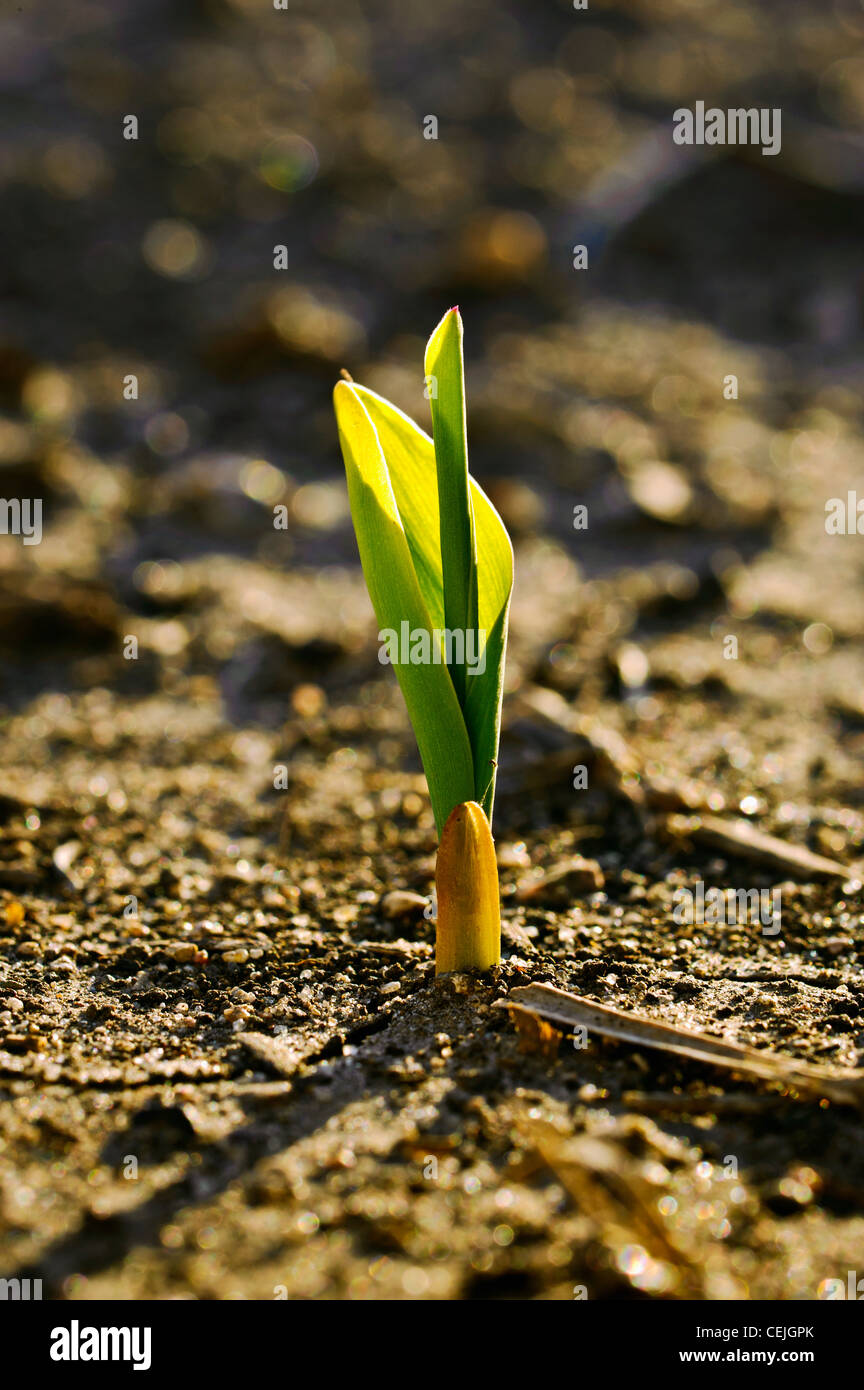 Agriculture A grain corn seedling emerges from the soil shortly after