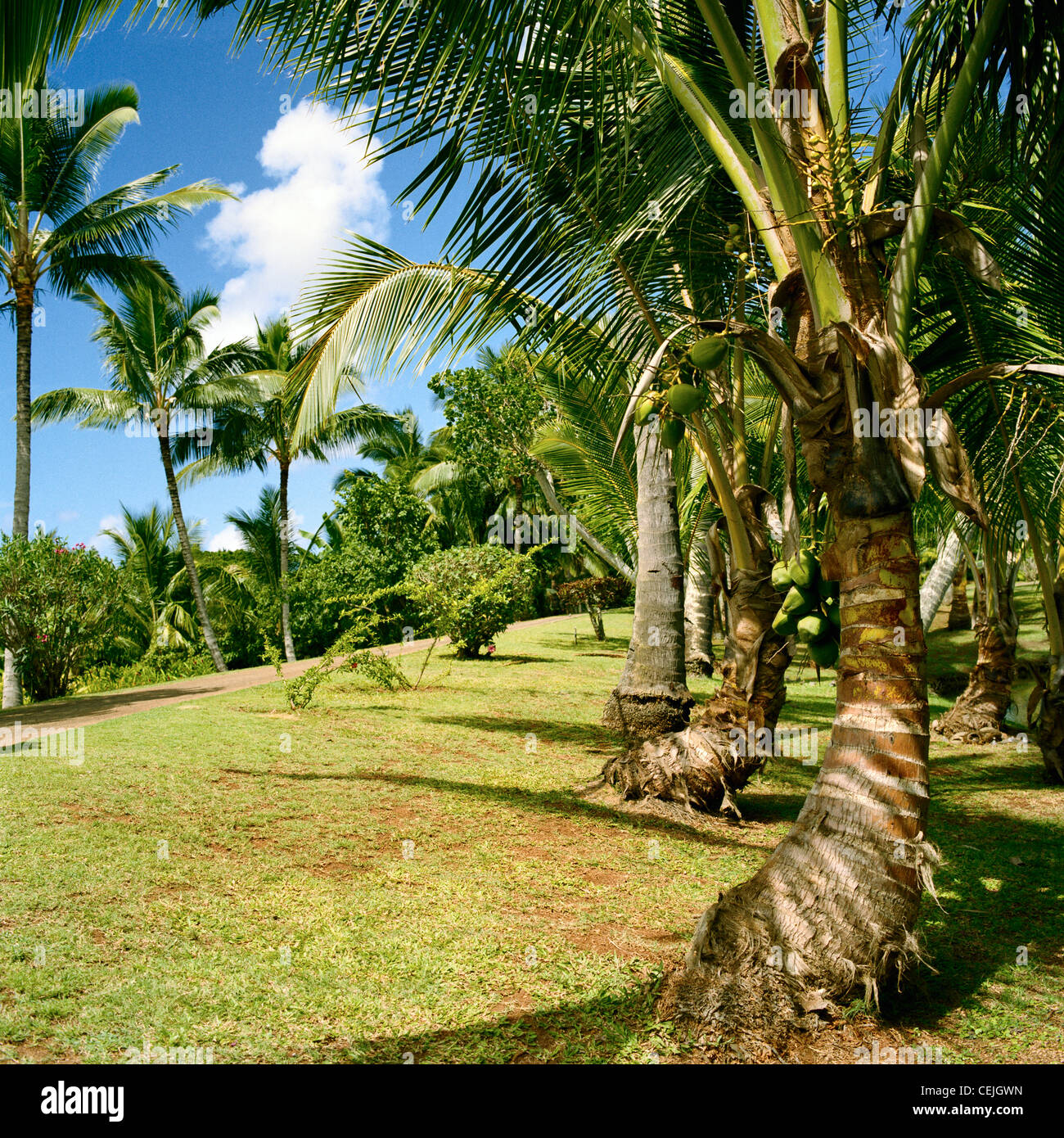 Coconut palms bearing green coconuts at Smiths Tropical Paradise Wailua