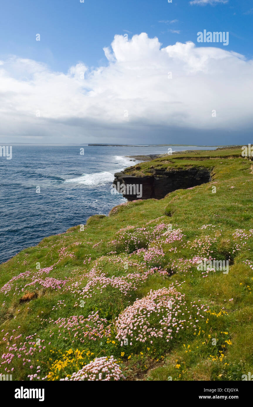 The coast on the east side of North Hill RSPB reserve, Papa Westray, Orkney Islands, Scotland. Stock Photo