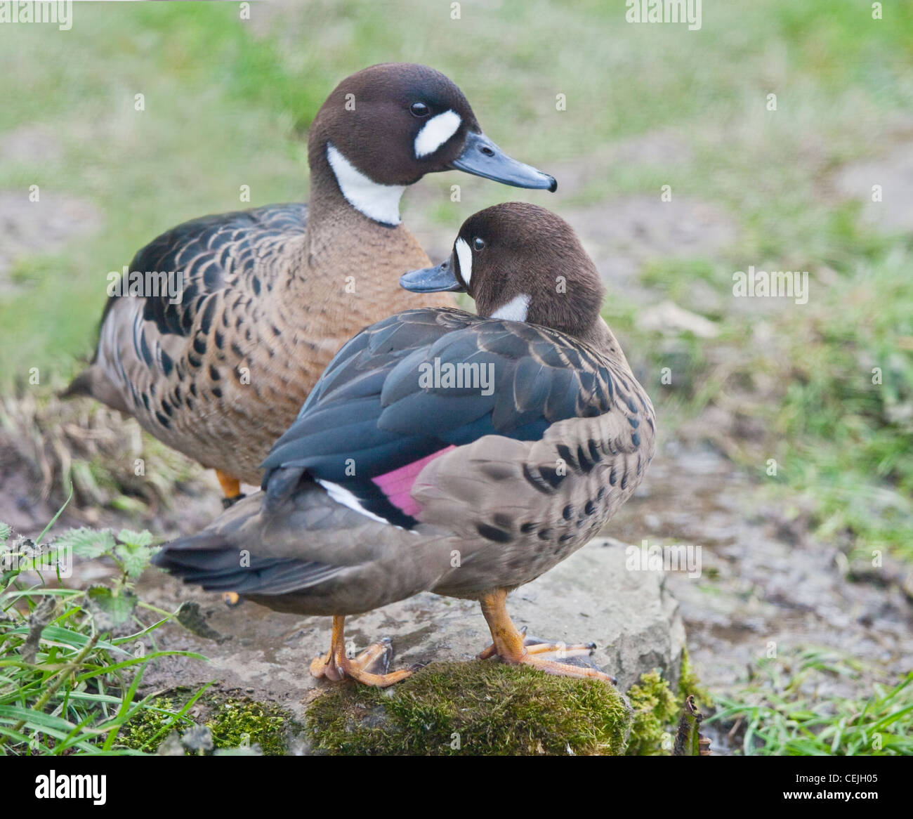 Bronze wing ducks hires stock photography and images Alamy