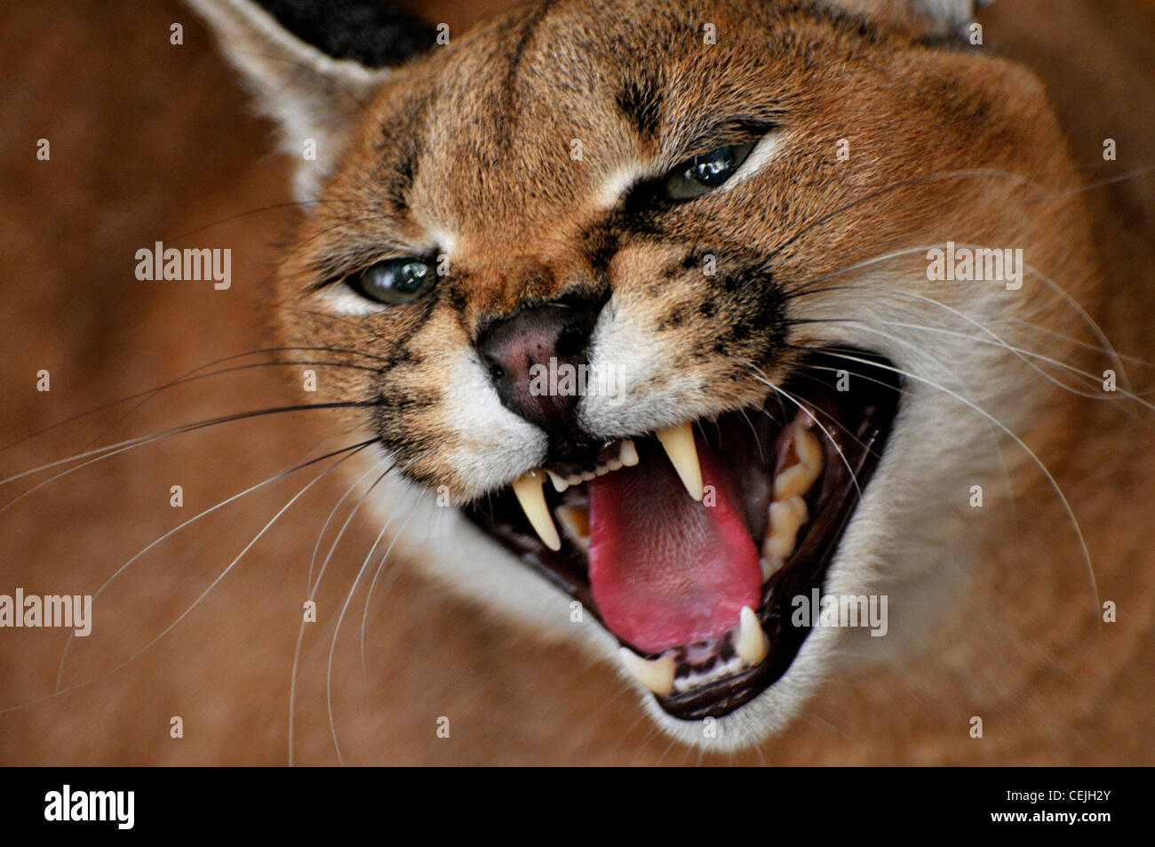 Close-up of a wildcat - A Karakal. Stock Photo