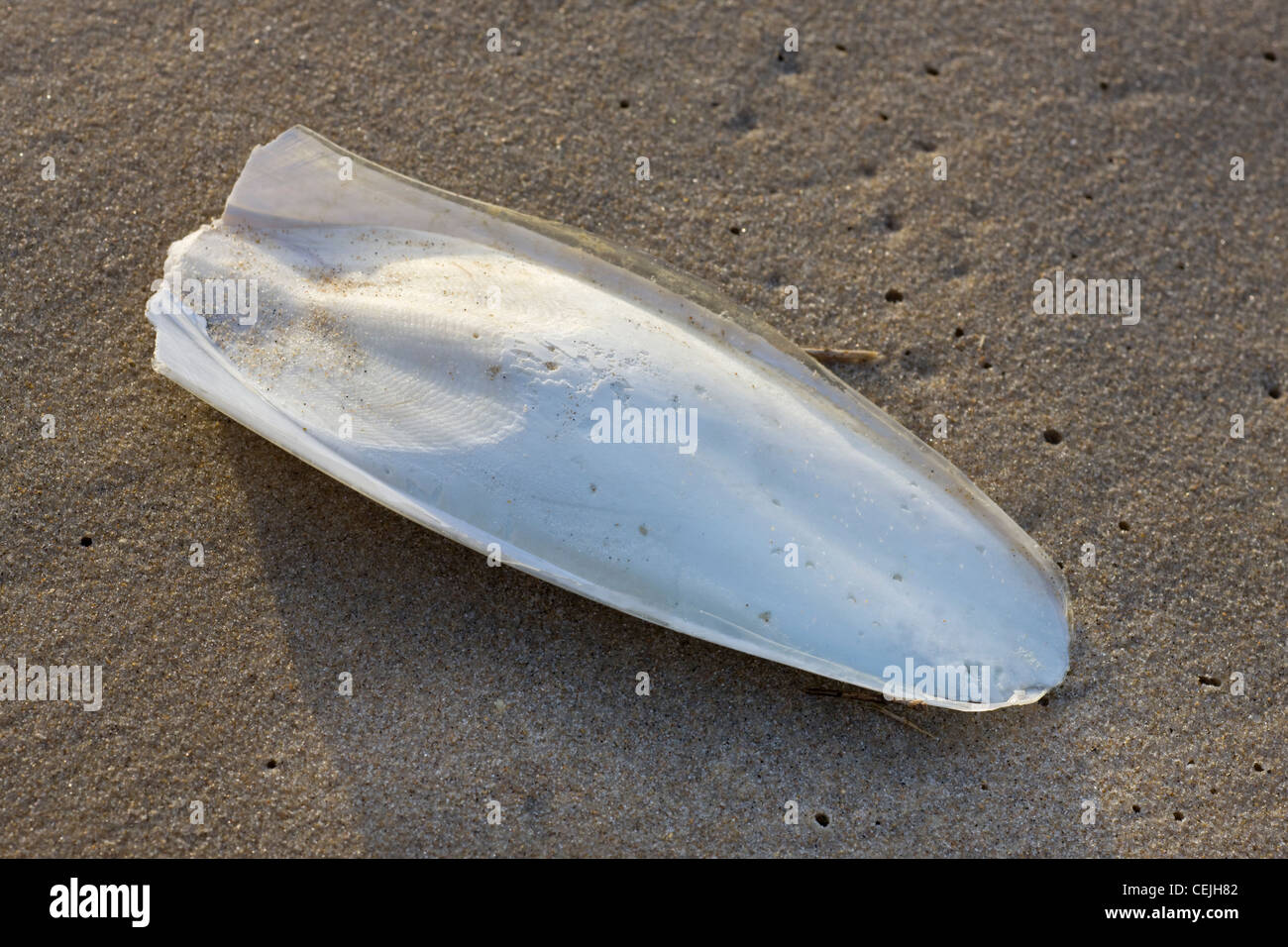 Cuttlebone, the internal shell of the European Common Cuttlefish (Sepia officinalis) on beach, Belgium Stock Photo