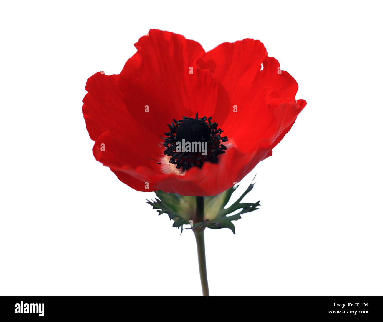 red poppies on a white isolated background Stock Photo