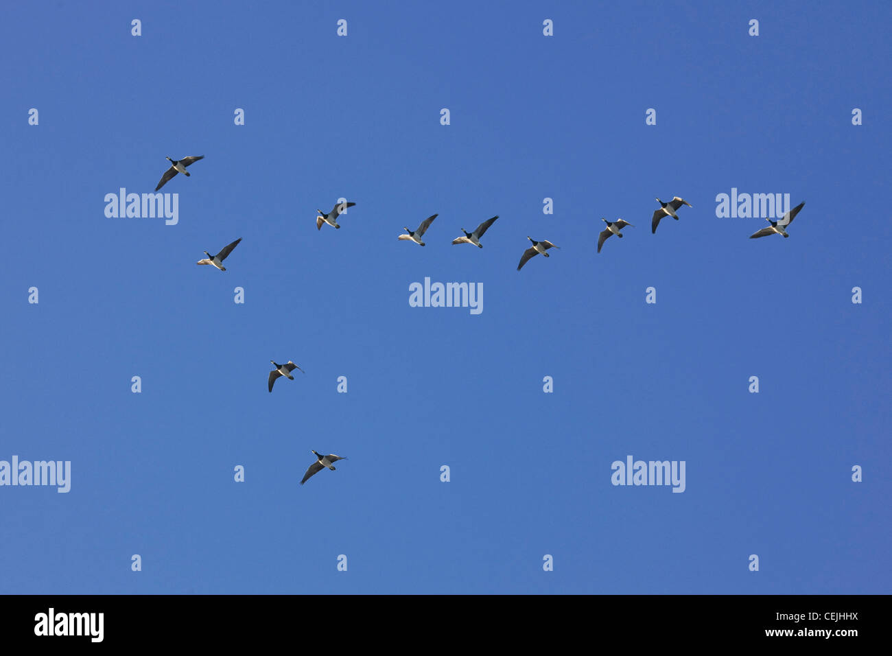 Flock of Barnacle Geese (Branta leucopsis) flying in formation during autumn migration, Belgium Stock Photo