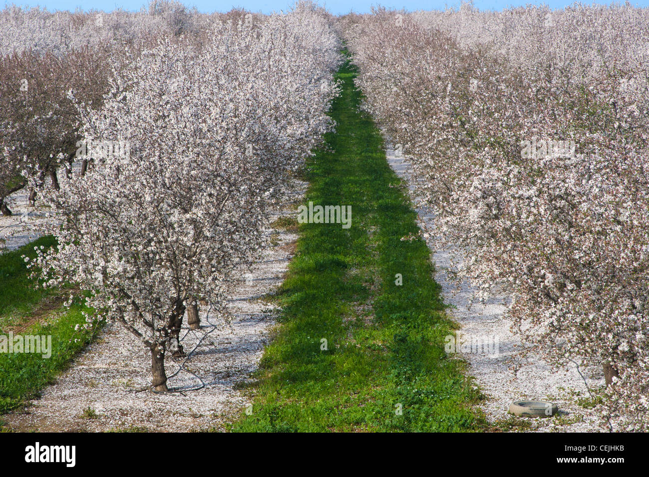 Agriculture High view of an almond orchard at full bloom during the