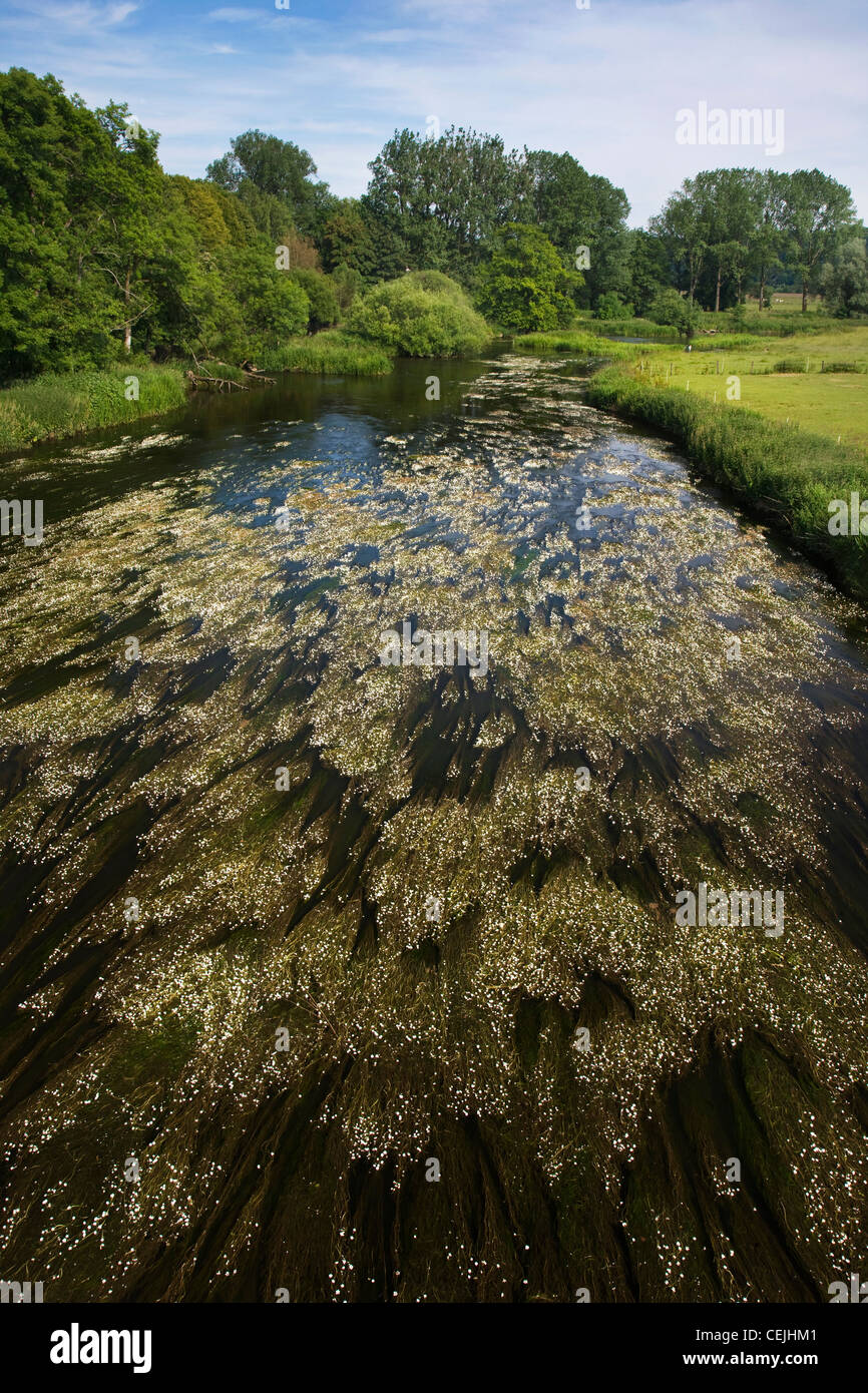 Water crowfoot flowers floating in the river Semois, Belgian Ardennes, Belgium Stock Photo