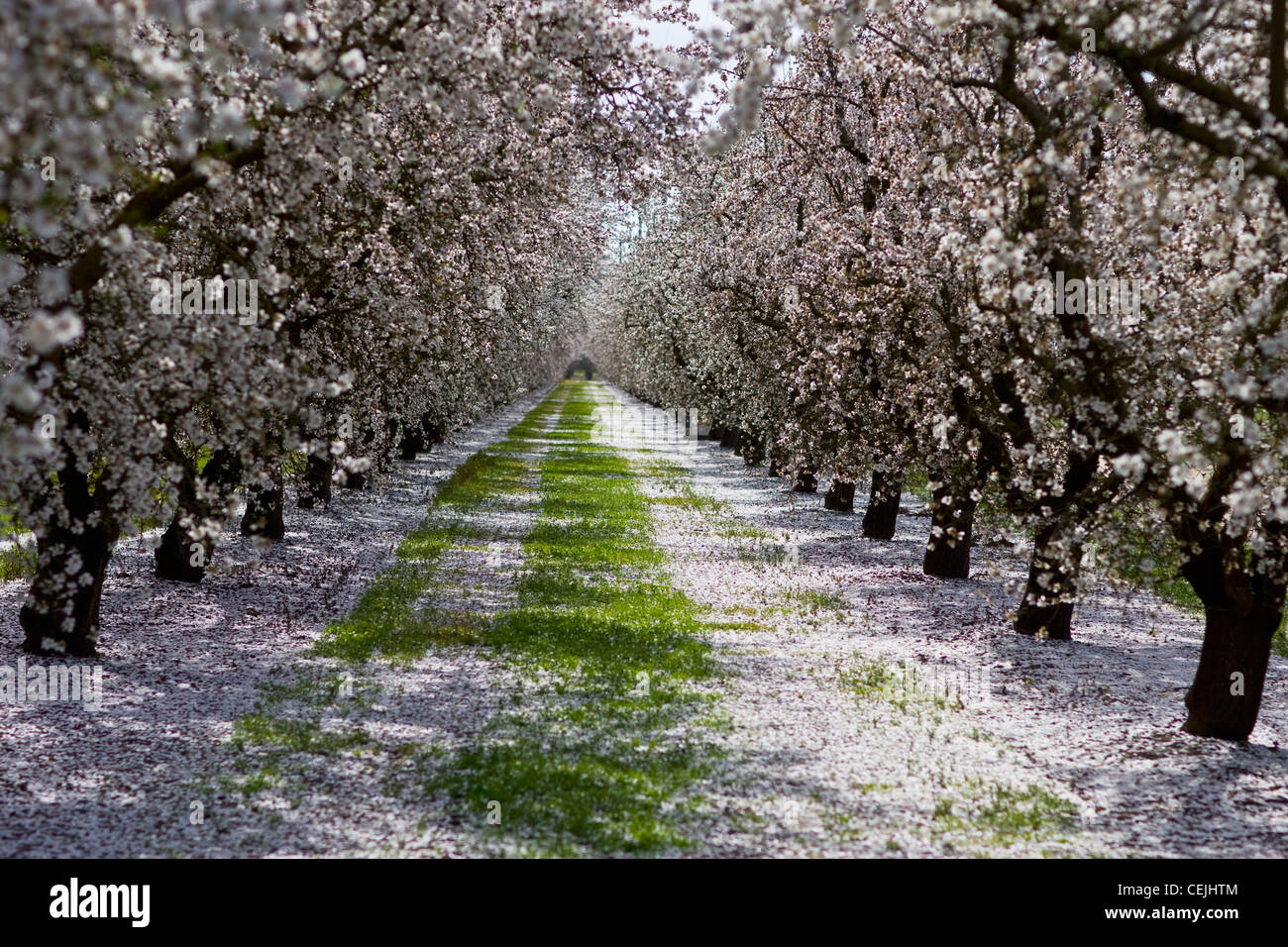 Agriculture Looking down between rows of almond trees in full bloom