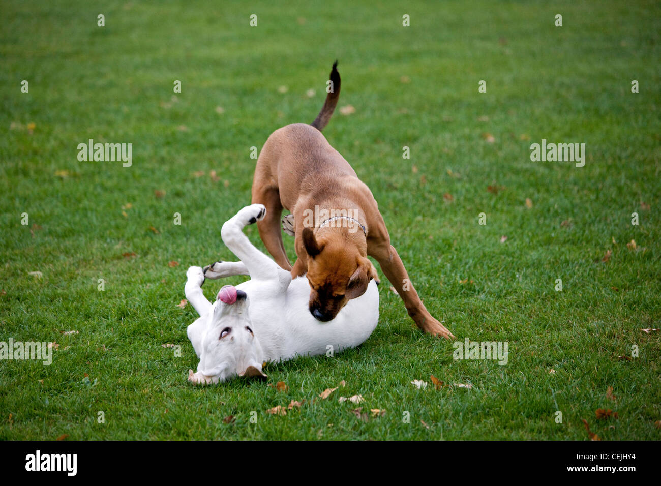 Young dogs (Canis lupus familiaris) having fun by playing, chasing and biting each other in garden Stock Photo
