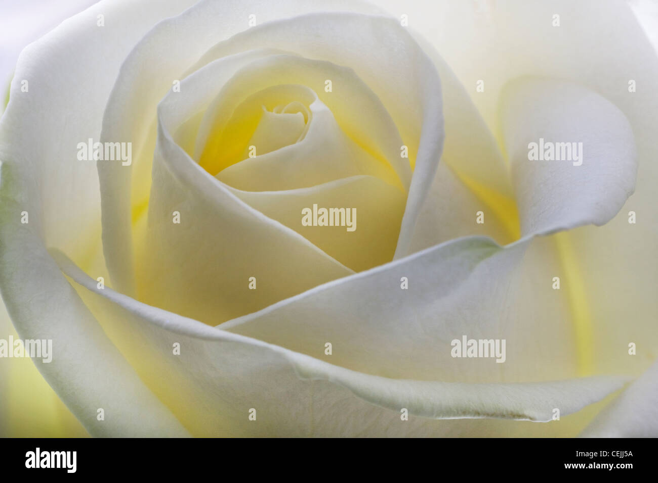 White rose close-up as romantic flower Stock Photo