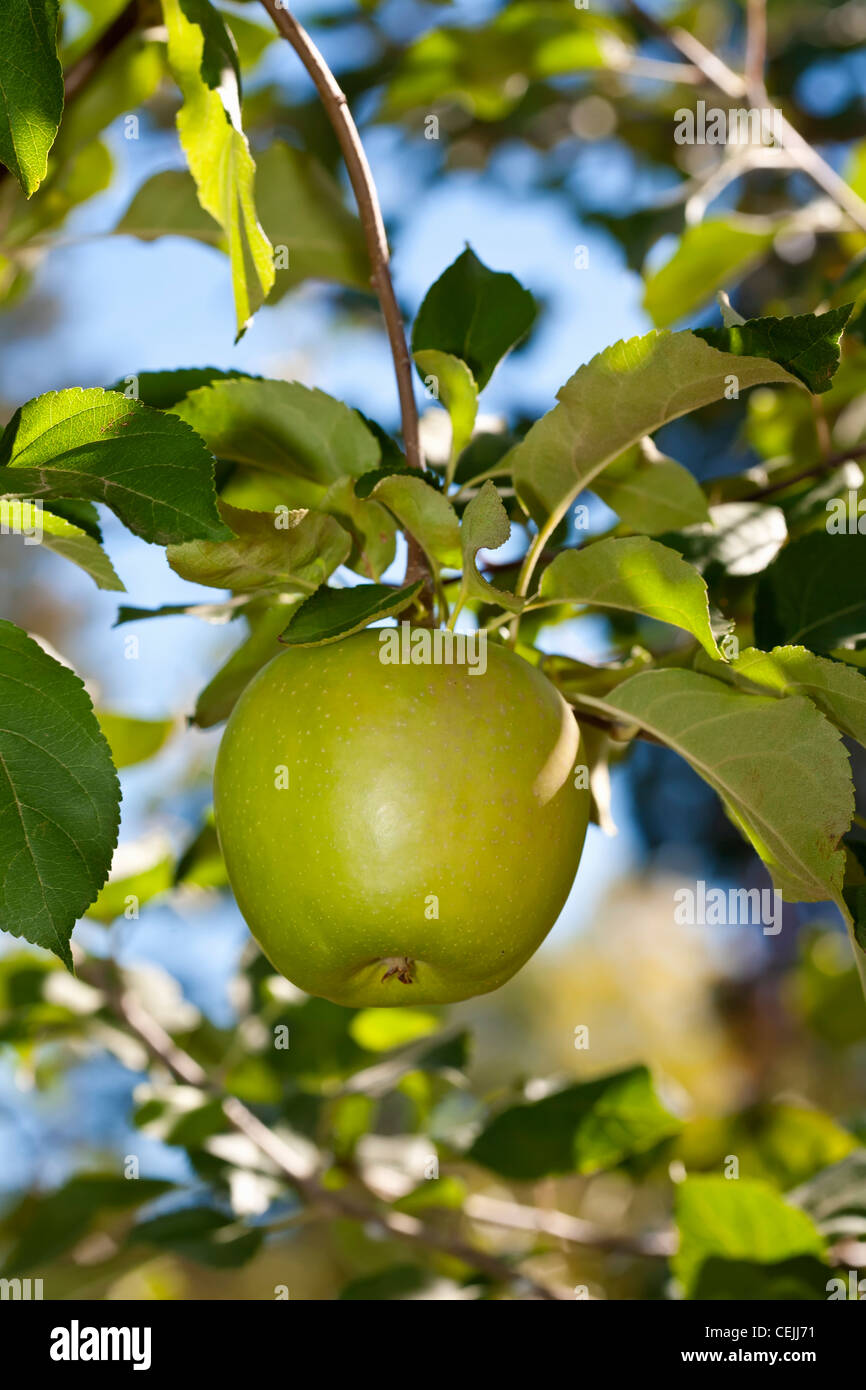 Agriculture Closeup of a mature Granny Smith apple on the tree / near