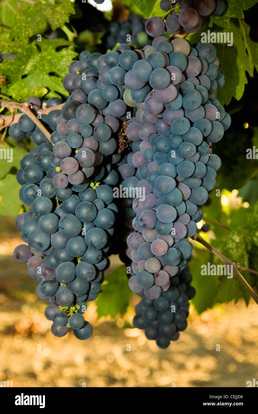 Agriculture - Closeup of clusters of maturing Zinfandel wine grapes on the vine / near Lodi, California, USA. Stock Photo