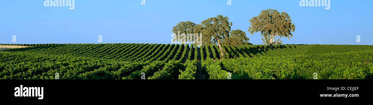 Agriculture - Rolling mid-summer wine grape vineyard with oak trees on the hillside / near Clements, California, USA. Stock Photo