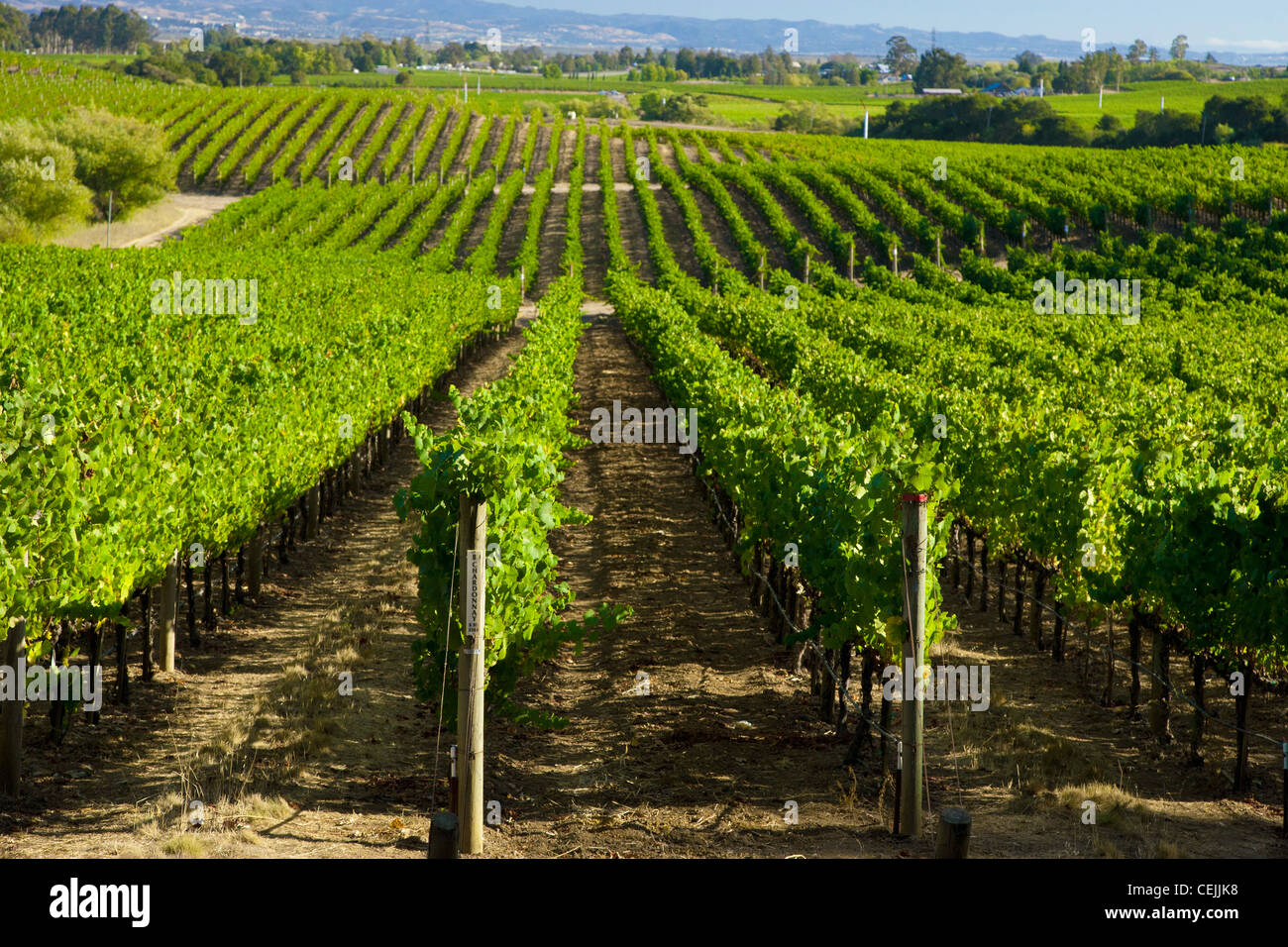 Agriculture - Rolling mid-summer wine grape vineyard with oak trees on the hillsides / near Clements, California, USA. Stock Photo