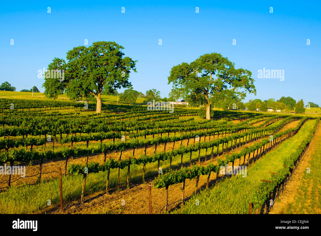 Agriculture - Rolling mid-summer wine grape vineyard with oak trees on the hillsides / near Clements, California, USA. Stock Photo