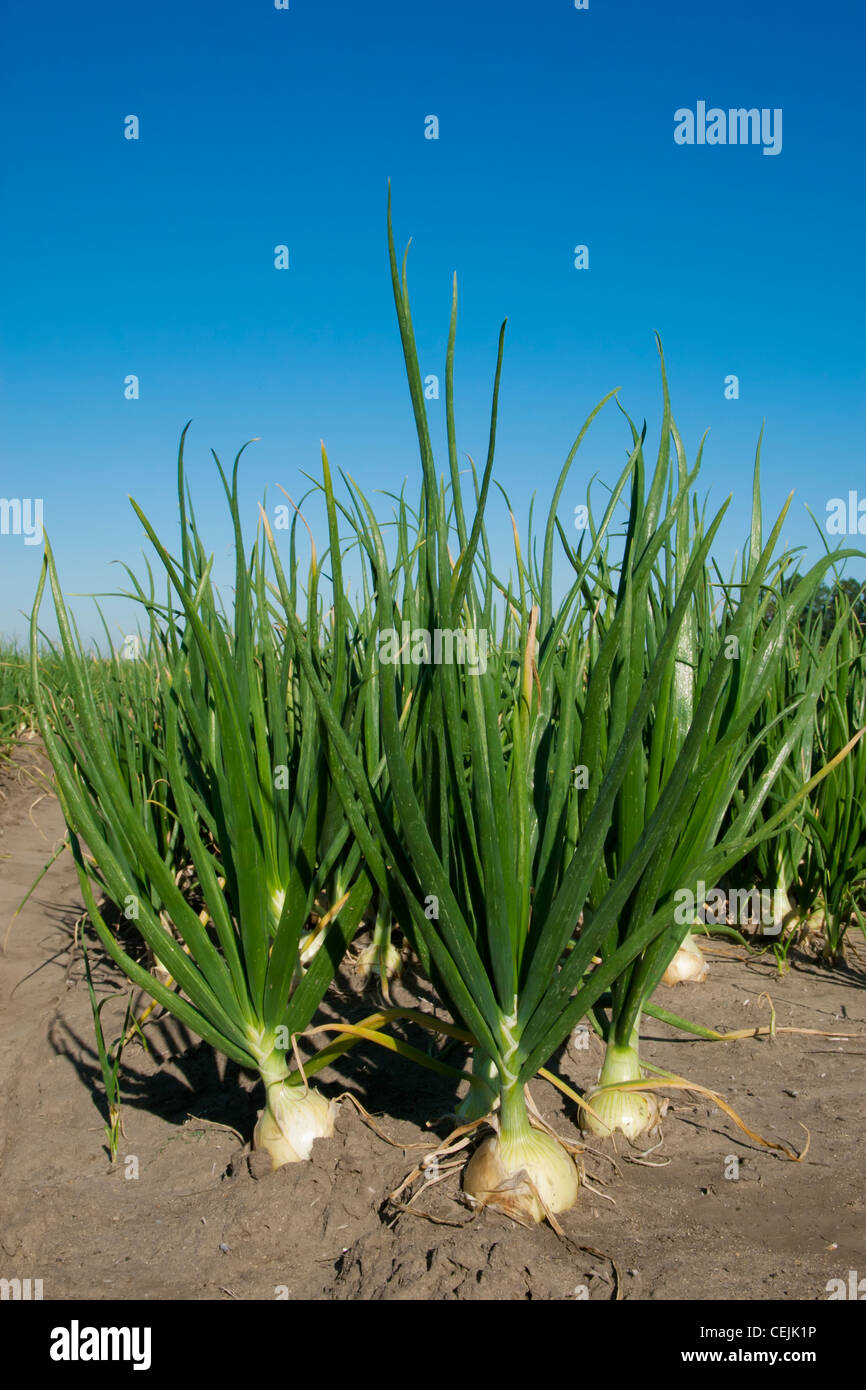 Agriculture - Maturing yellow onions in the field / near Stockton, California, USA. Stock Photo