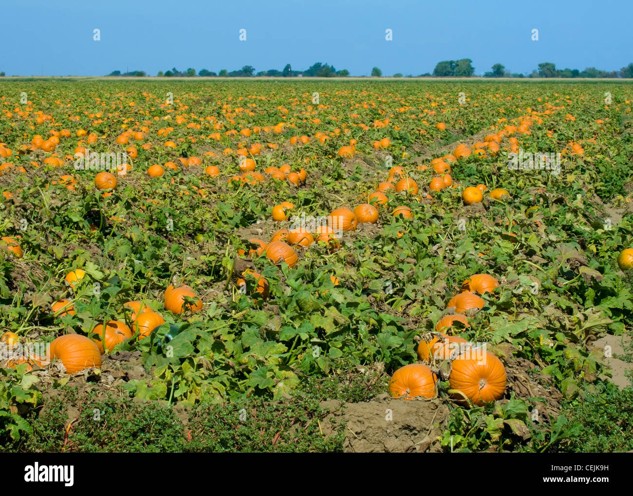 Agriculture Field of mature pumpkins ready for harvest / near Lathrop