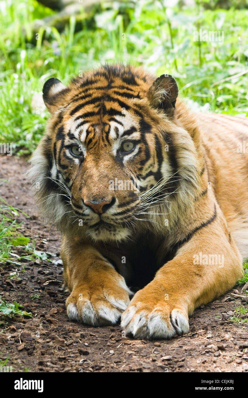 Portrait of tiger laying on the ground and looking watchful Stock Photo