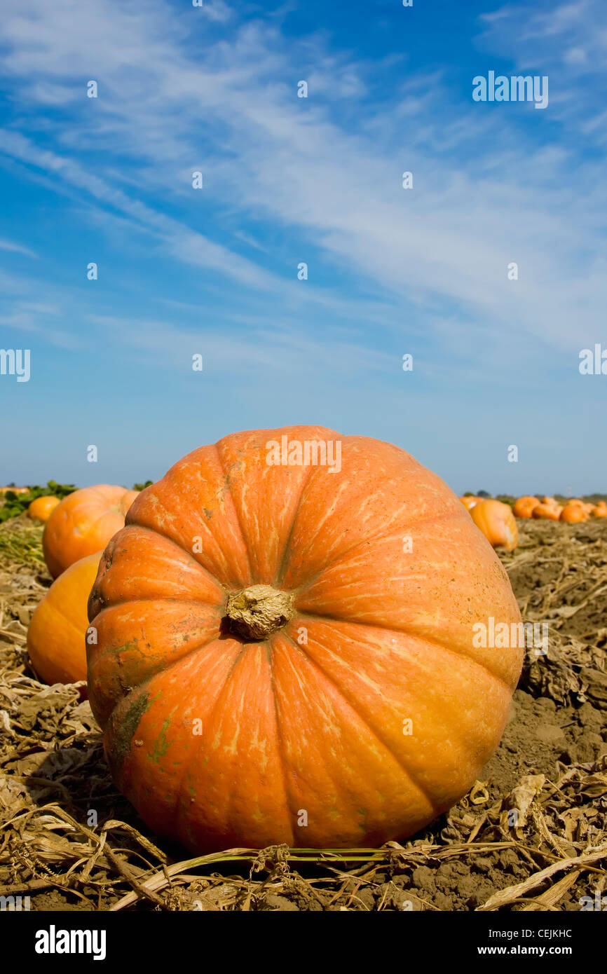 Giant pumpkin hi-res stock photography and images - Alamy