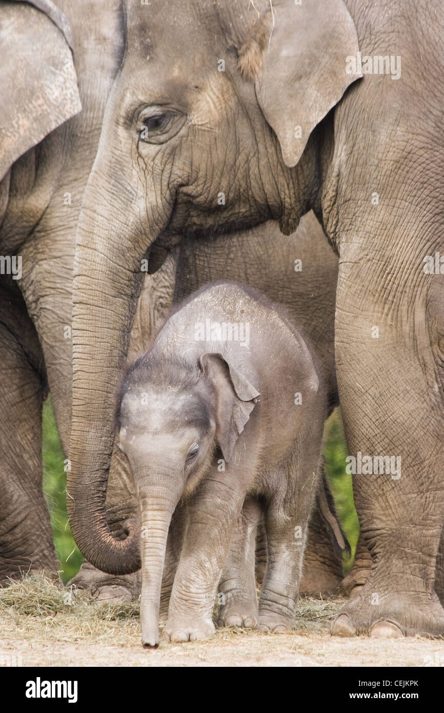 Asian baby elephant or Elephas maximus standing between the big legs of her family Stock Photo