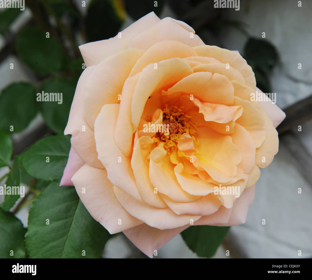 Climbing yellow rose hi-res stock photography and images - Alamy