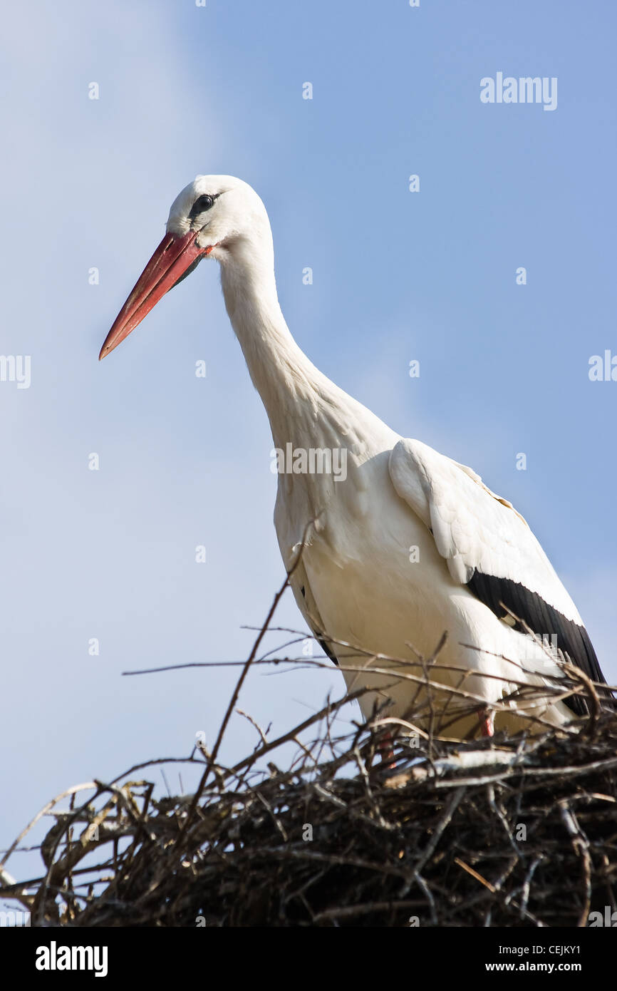 European white stork or Ciconia ciconia standing on nest in spring Stock Photo