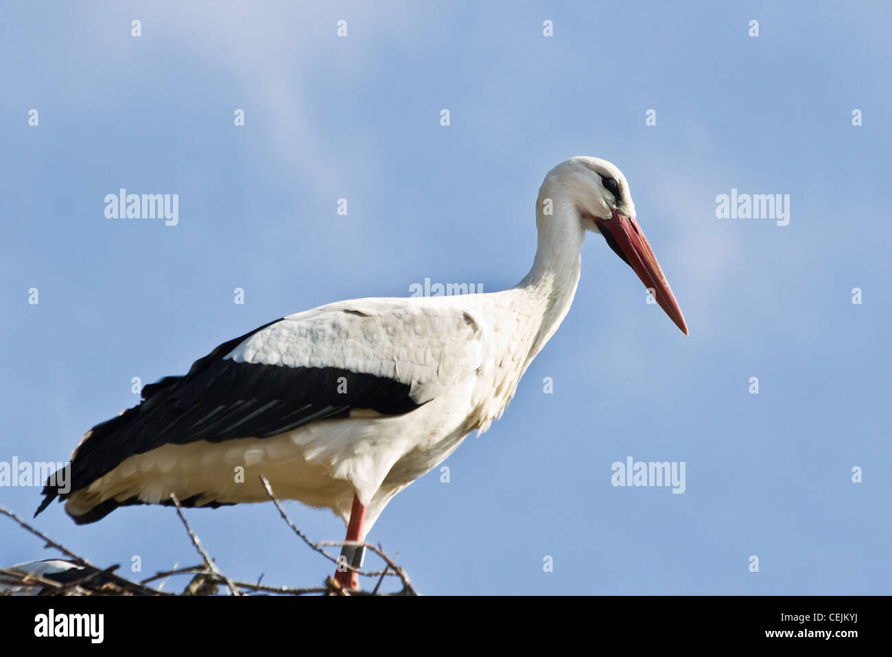 European white stork or Ciconia ciconia standing on nest in springtime Stock Photo