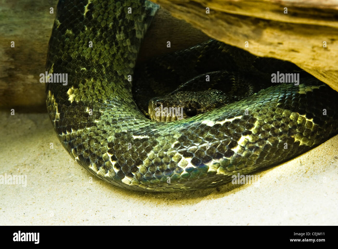 Python - green snake - resting and looking Stock Photo