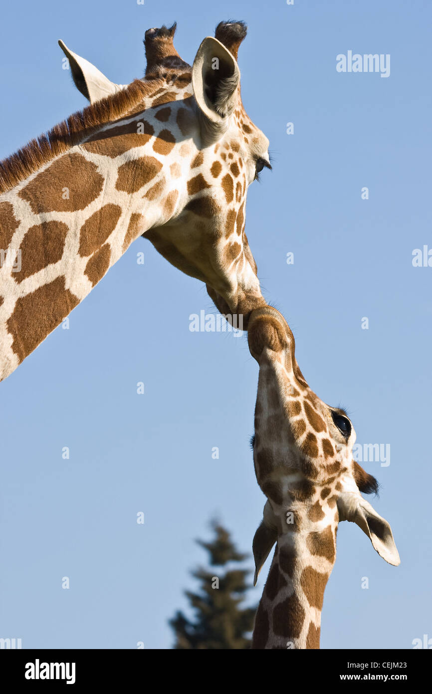 Giraffe mother and baby - love and care- with blue sky background Stock Photo
