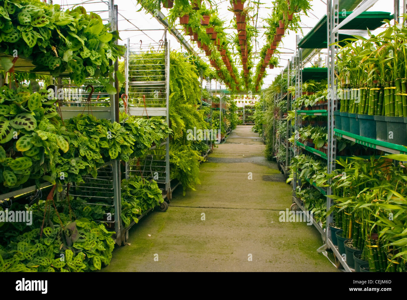Agriculture Potted garden plants on rolling carts in a nursery